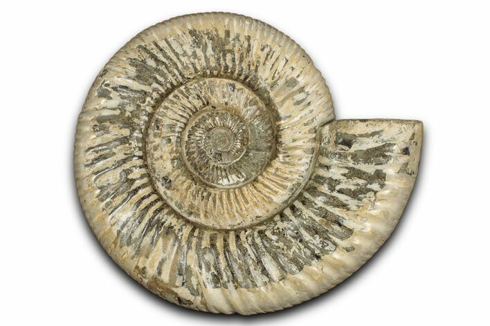 Polished Jurassic Ammonite (Kranosphinctes) - Madagascar #337700